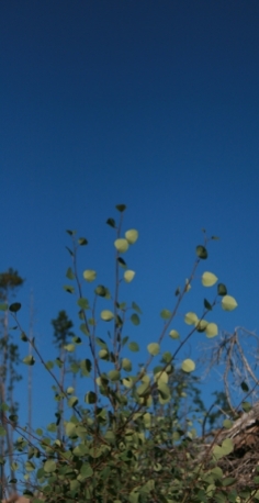 Green aspen under a blue sky