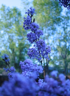 Vertical Lilacs