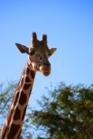Long-necked....Giraffe