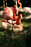 Flamingos in the drink