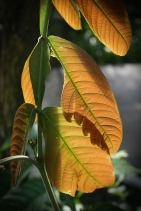 Backlit Leaves