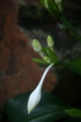 Spider Lily Bud