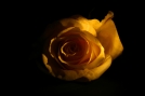 Moody rose