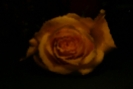 Impression of a rose