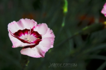 Spring carnation
