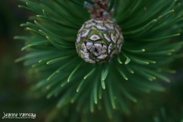 Early pine cone