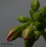 Genesis of a geranium