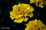 Marigold yellow