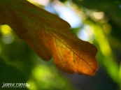 Basking oak leaf