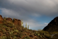 saguaro hillside