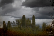 stormy cactus